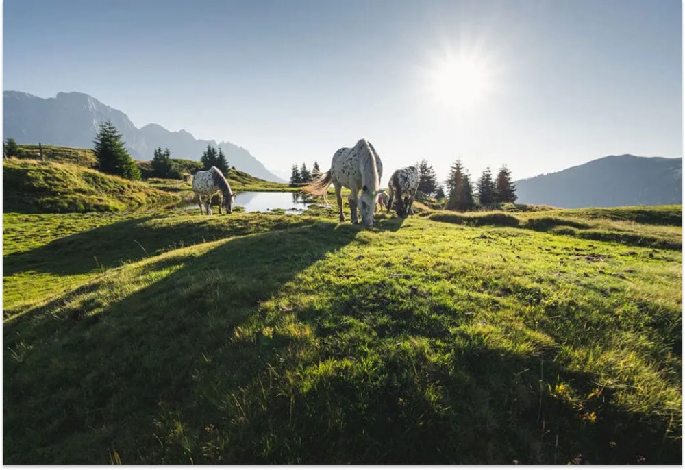 Wanderurlaub im Fr&uuml;hling in der Region Hochk&ouml;nig im Hotel Salzburger Hof